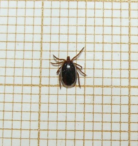 Réf. 246 122 : Pholeoixodes hexagonus